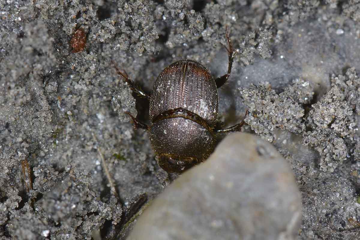 Onthophagus (Furconthophagus) furcatus, Scarabaeidae